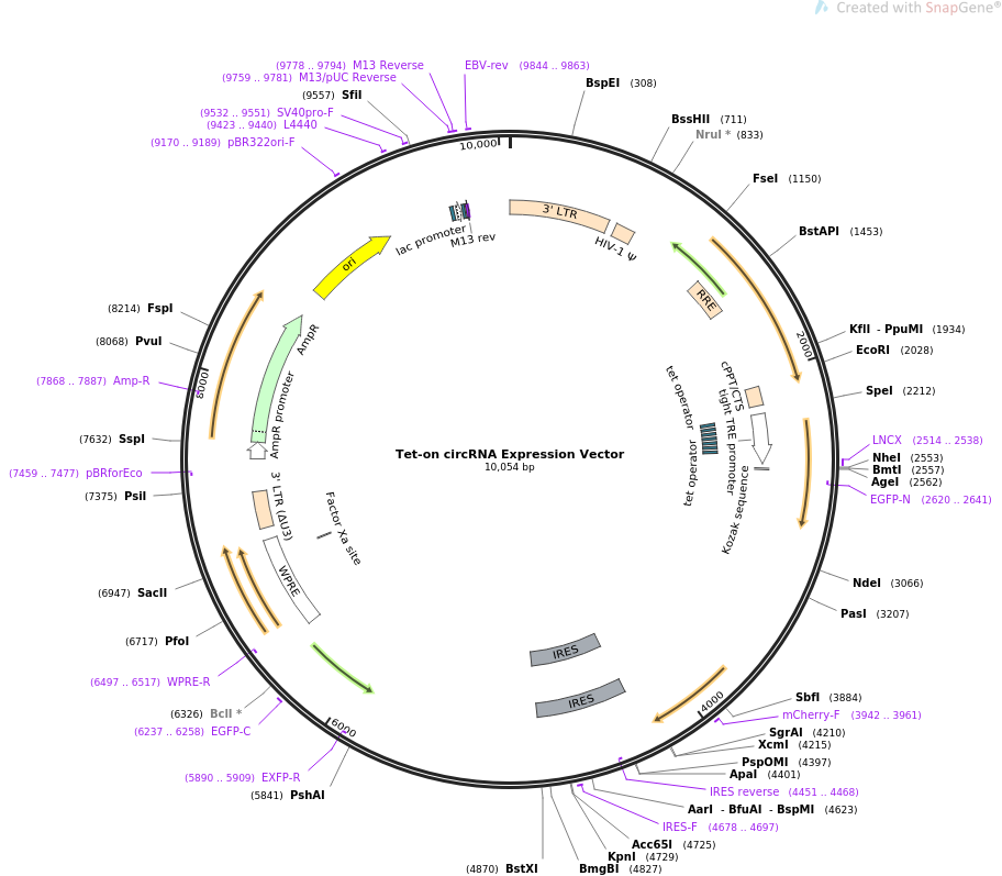 Tet-on circRNA Expression Vector质粒图谱